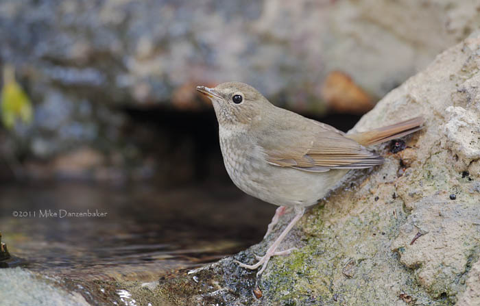 Rufous-tailed Robin (Luscinia sibilans) photo