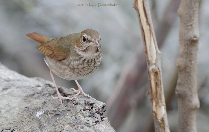Rufous-tailed Robin (Luscinia sibilans) photo
