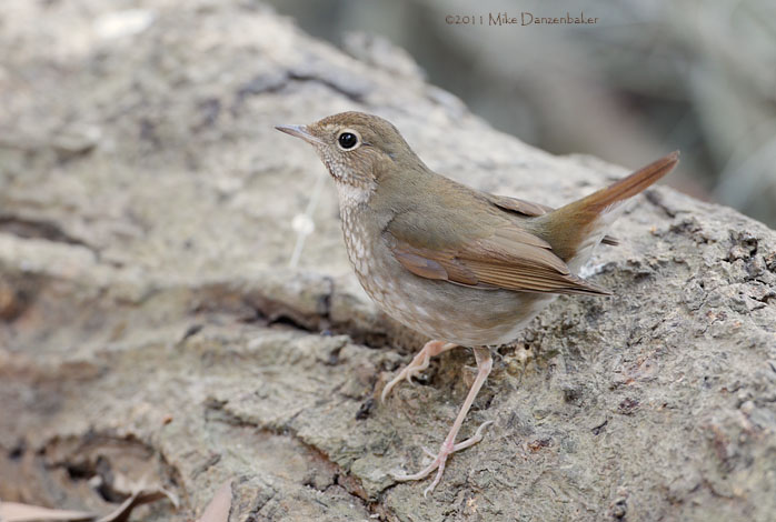 Rufous-tailed Robin (Luscinia sibilans) photo