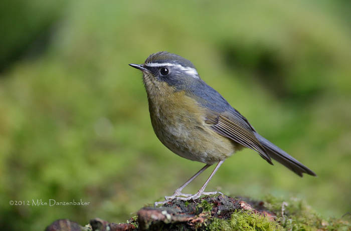 White-browed Bush Robin (Tarsiger indicus) photo