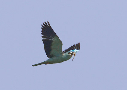 European Roller (Coracias garrulus) photo