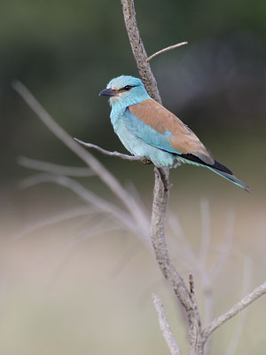 European Roller (Coracias garrulus) photo