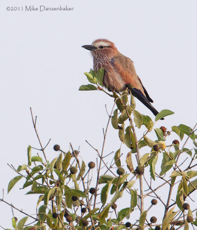 Purple Roller (Coracias naevius) photo