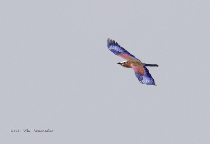Purple Roller (Coracias naevius) photo