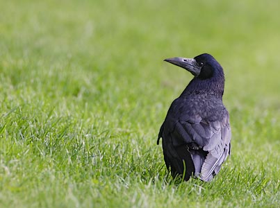 Rook (Corvus frugilegus) photo