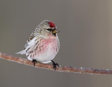 Common Redpoll (Carduelis flammea) photo