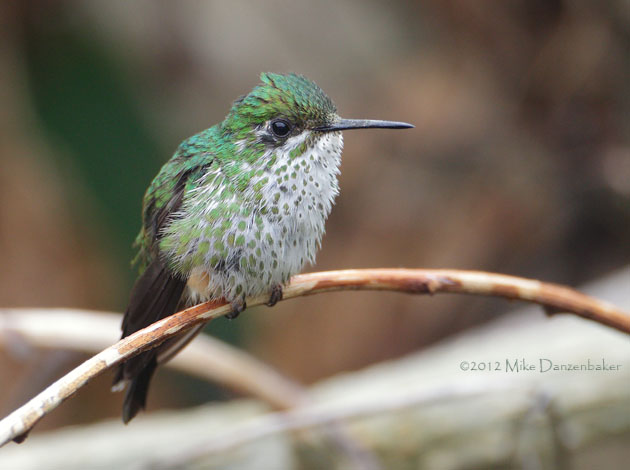Booted Racket-tail (Ocreatus underwoodii) photo