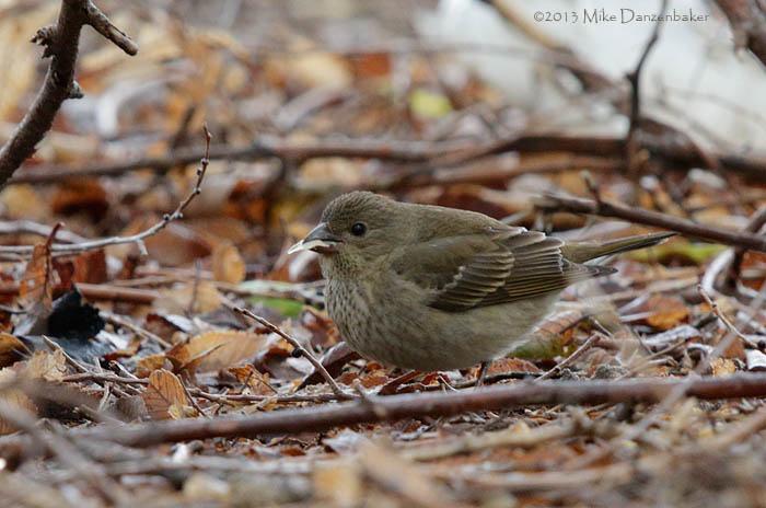 Common Rosefinch (Carpodacus erythrinus) photo