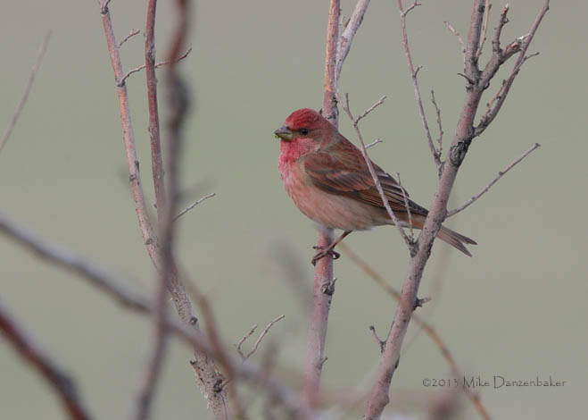 Common Rosefinch (Carpodacus erythrinus) photo