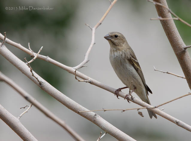 Common Rosefinch (Carpodacus erythrinus) photo