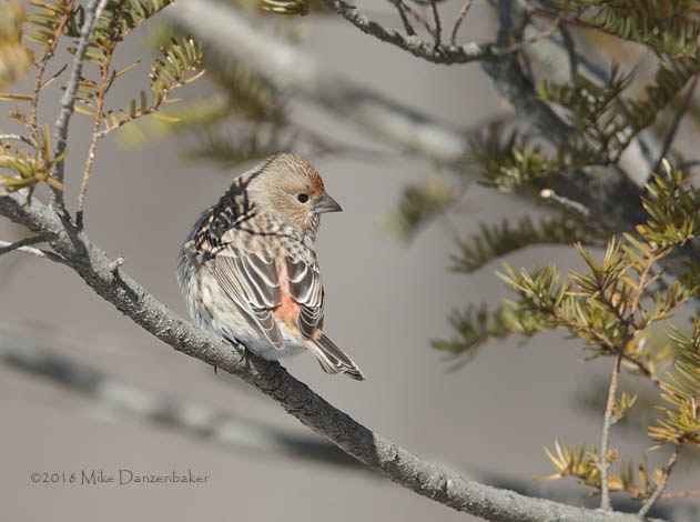 Pallas's Rosefinch (Carpodacus roseus) photo