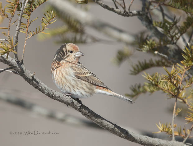 Pallas's Rosefinch (Carpodacus roseus) photo