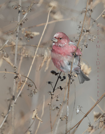 Pallas's Rosefinch (Carpodacus roseus) photo