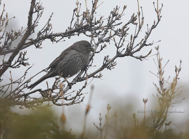 Red-mantled Rosefinch (Carpodacus rhodochlamys) photo