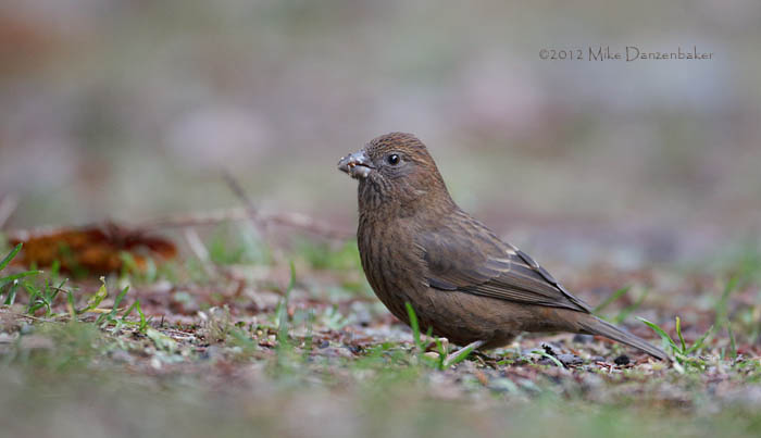 Vinaceous Rosefinch (Carpodacus formosanus) photo
