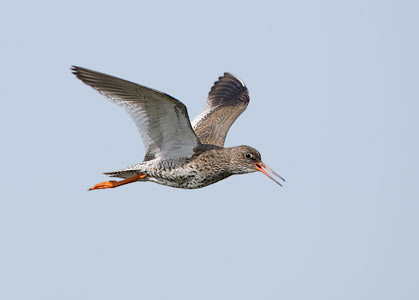 Common Redshank (Tringa totanus) photo