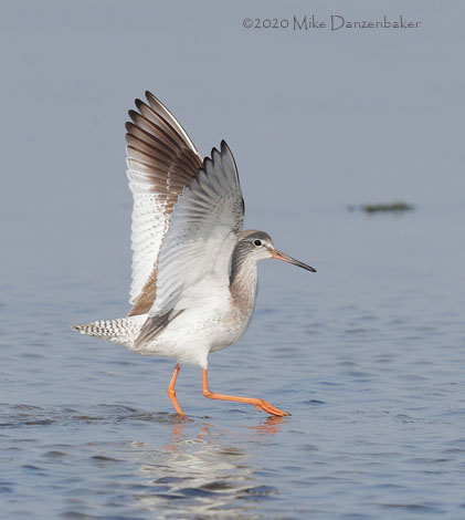 Common Redshank (Tringa totanus) photo