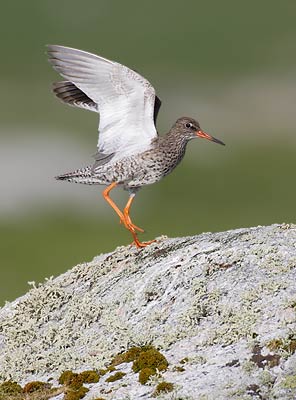 Common Redshank (Tringa totanus) photo
