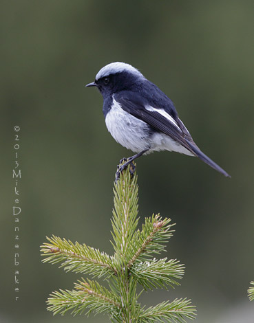 Blue-capped Redstart (Phoenicurus caeruleocephala) photo