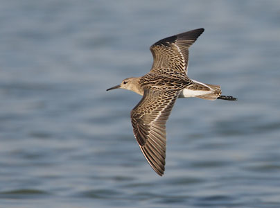 Ruff (Philomachus pugnax) photo