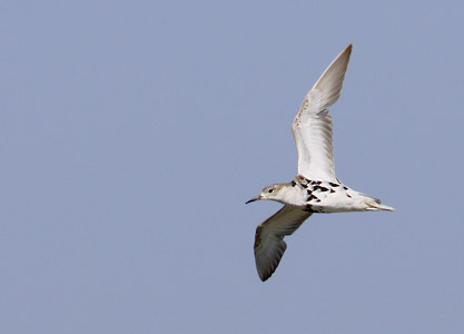Ruff (Philomachus pugnax) photo