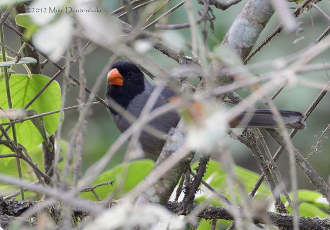 Black-cowled Saltator (Saltator nigriceps) photo