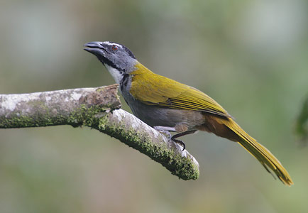 Black-headed Saltator (Saltator atriceps) photo