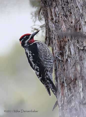 Red-naped Sapsucker (Sphyrapicus nuchalis) photo