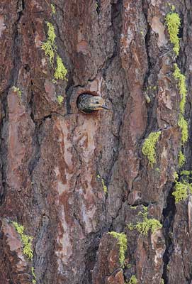 Williamson's Sapsucker (Sphyrapicus thyroideus) photo
