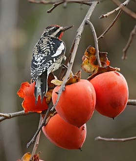 Yellow-bellied Sapsucker (Sphyrapicus varius) photo