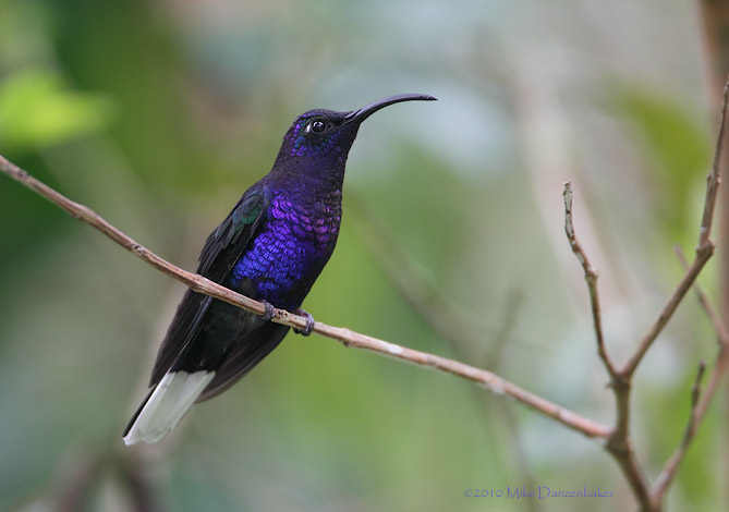 Violet Sabrewing (Campylopterus hemileucurus) photo