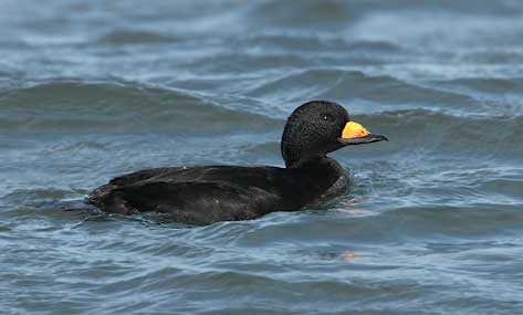 Black Scoter (Melanitta nigra) photo