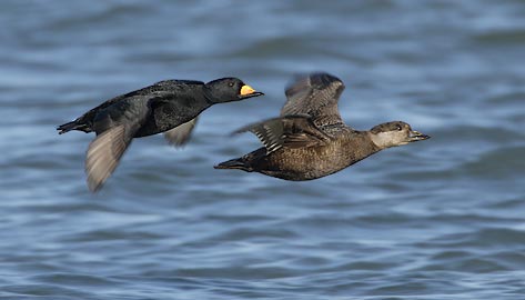 Black Scoter (Melanitta nigra) photo