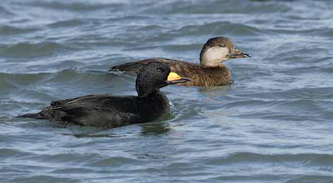 Black Scoter (Melanitta nigra) photo