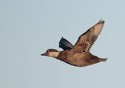 Black Scoter (Melanitta nigra) photo