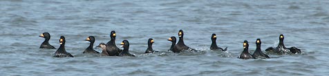 Black Scoter (Melanitta nigra) photo