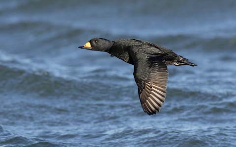 Black Scoter (Melanitta nigra) photo