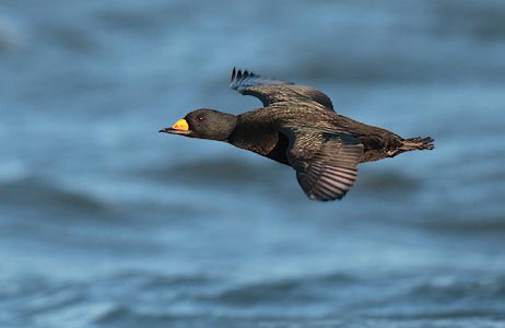Black Scoter (Melanitta nigra) photo
