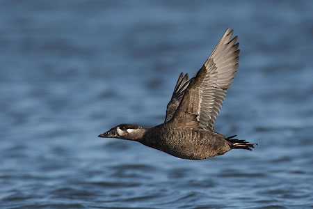 Surf Scoter (Melanitta perspicillata) photo