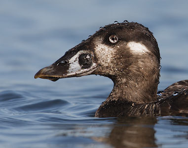 Surf Scoter (Melanitta perspicillata) photo