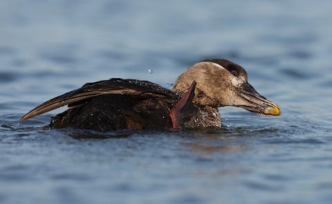 Surf Scoter (Melanitta perspicillata) photo