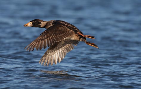 Surf Scoter (Melanitta perspicillata) photo