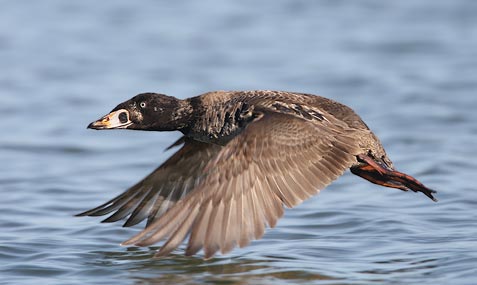 Surf Scoter (Melanitta perspicillata) photo