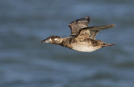 Surf Scoter (Melanitta perspicillata) photo