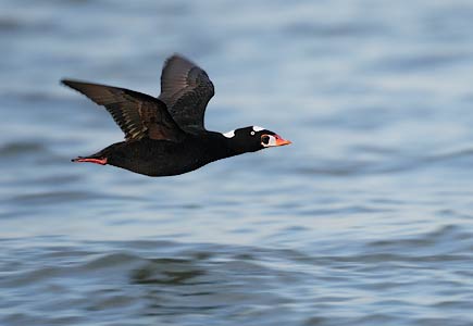 Surf Scoter (Melanitta perspicillata) photo