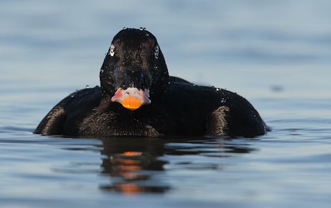 White-winged Scoter (Melanitta fusca) photo