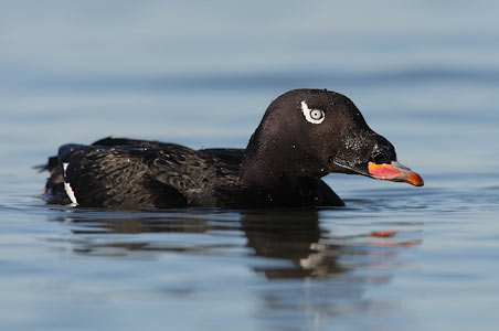White-winged Scoter (Melanitta fusca) photo