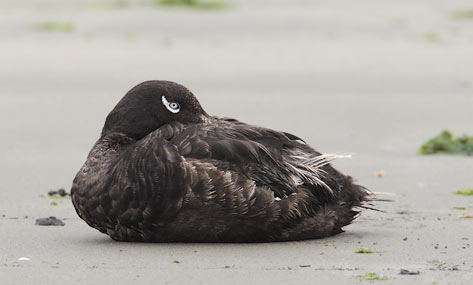 White-winged Scoter (Melanitta fusca) photo