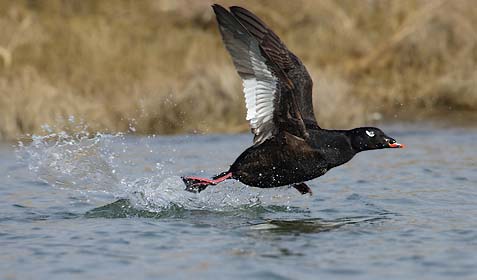 White-winged Scoter (Melanitta fusca) photo