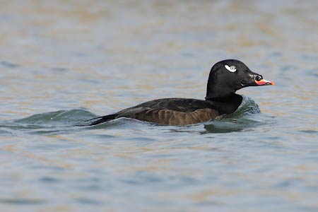 White-winged Scoter (Melanitta fusca) photo